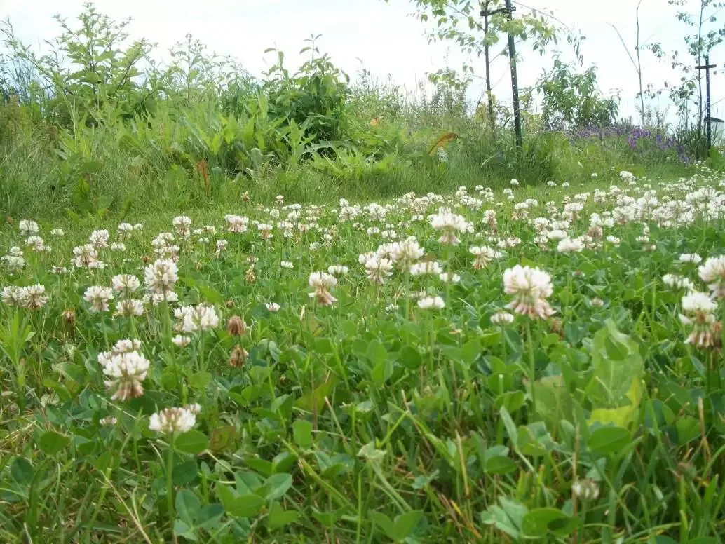 trèfle dans la pelouse