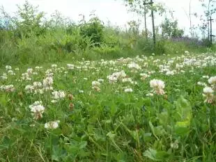 trèfle dans la pelouse