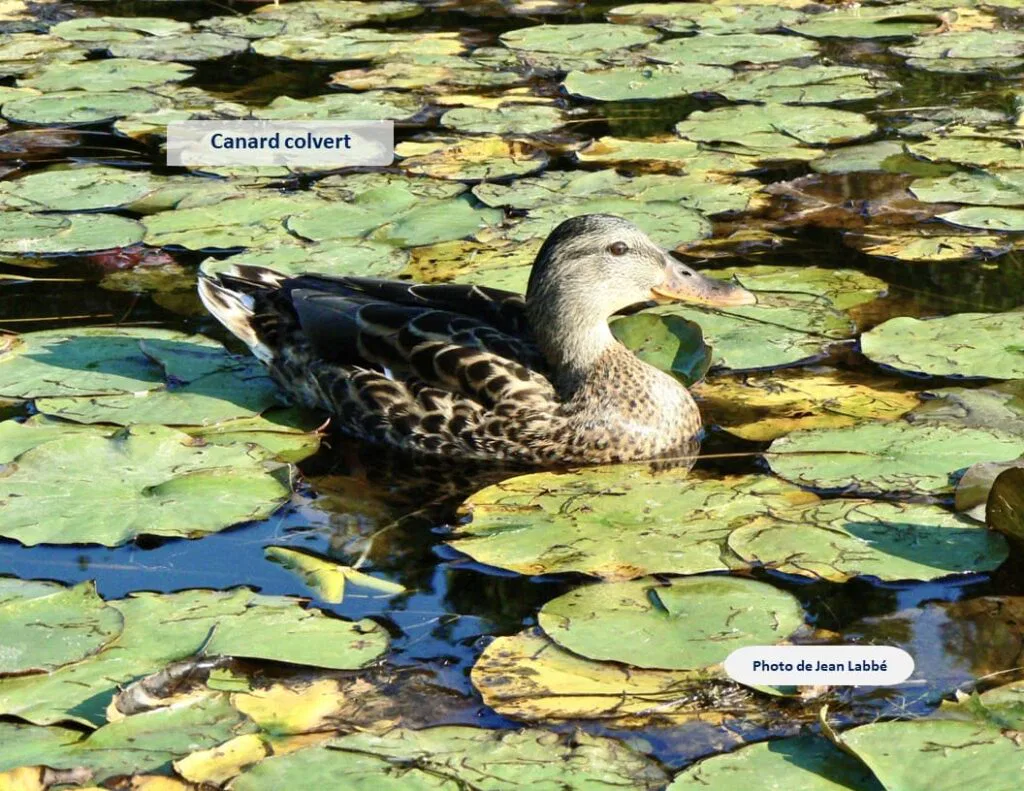 Canard colvert