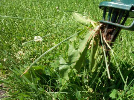 Arrachage manuel des pissenlits