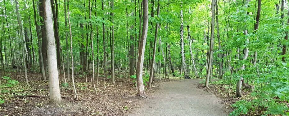 La contribution thérapeutique des arbres