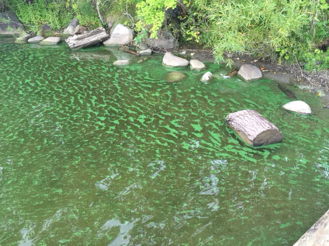 Floraison d'algues bleu-vert au lac Saint-Augustin