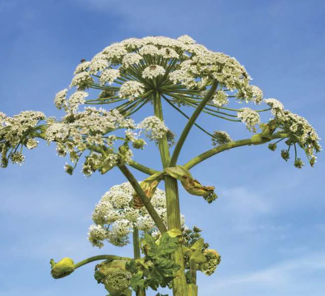 Fleur de la berce du Caucase