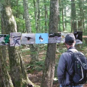 Les photos de la faune ailée