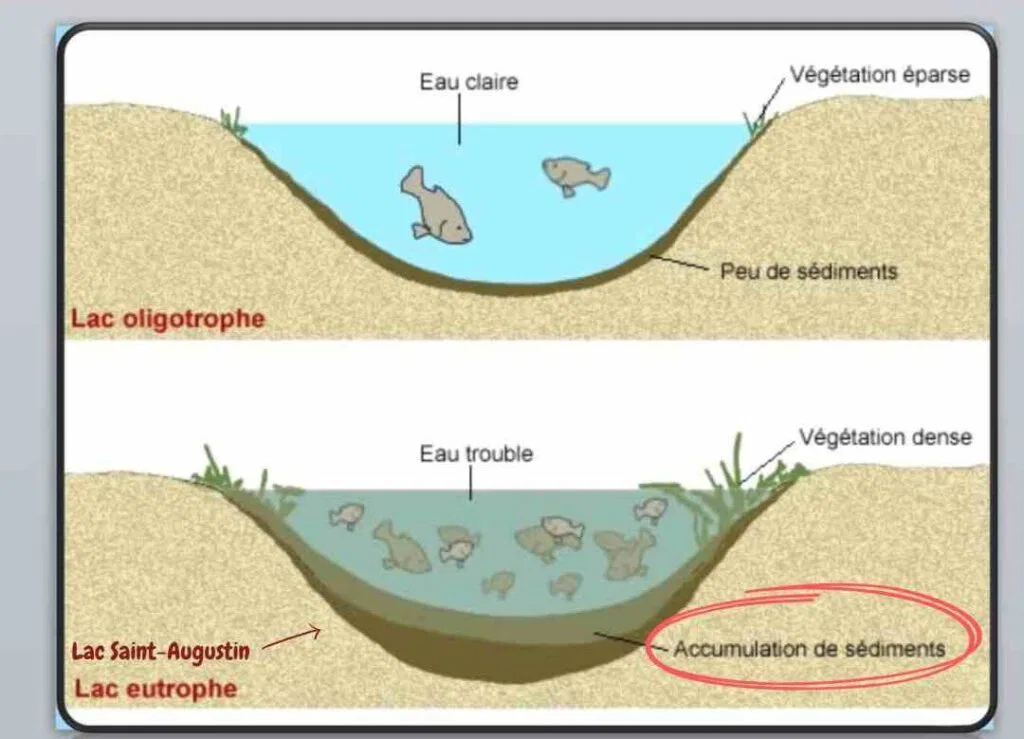 Eutrophisation d'un lac